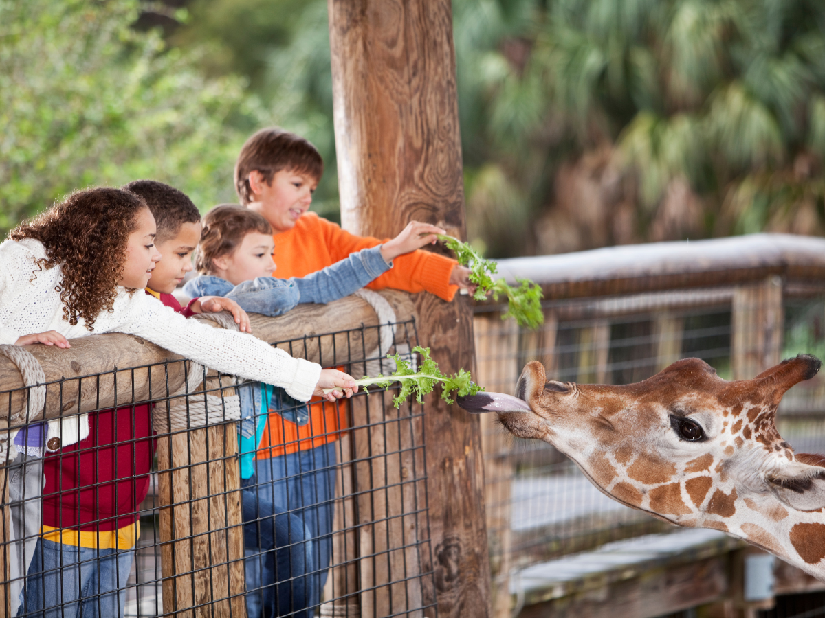 Blog Photos (12) things to do in Atlanta with kids: kids feeding a giraffe